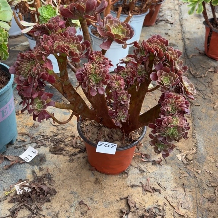 欧紫缀多肉植物不包损267