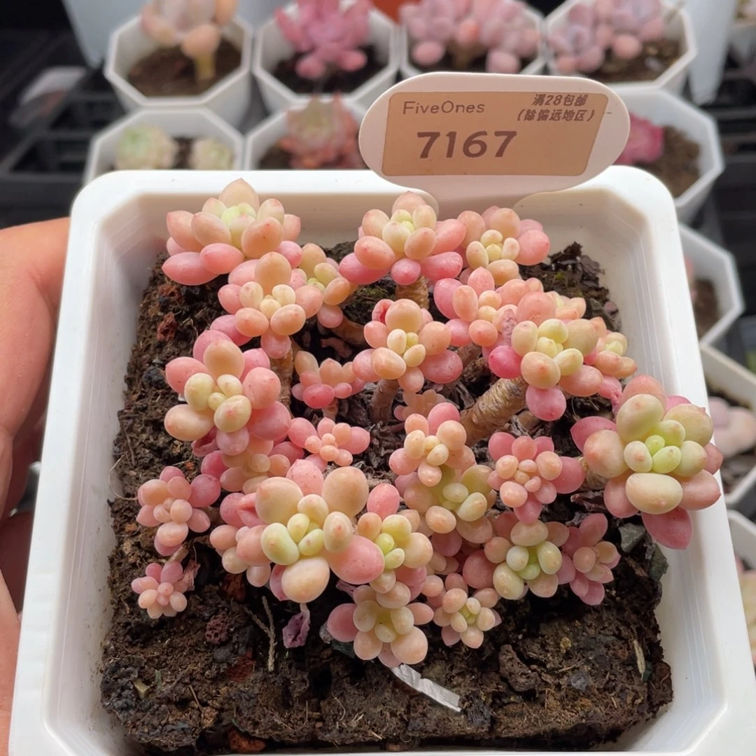 鱼子酱7167-10.5厘米