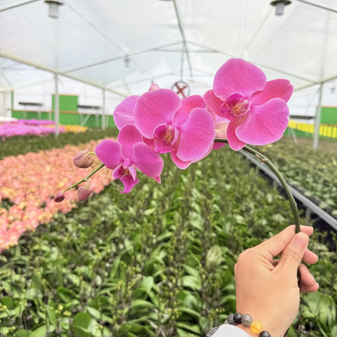 【香橙美人】花心思精品蝴蝶兰 蜡质带香味  带花带花苞 2.8寸杯