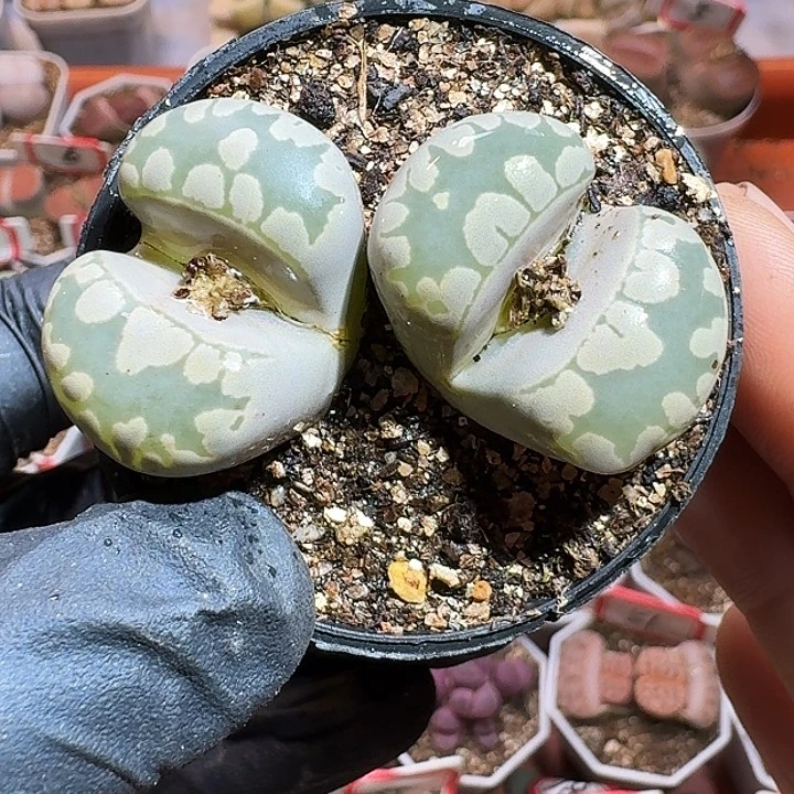 生石花1111111。  195