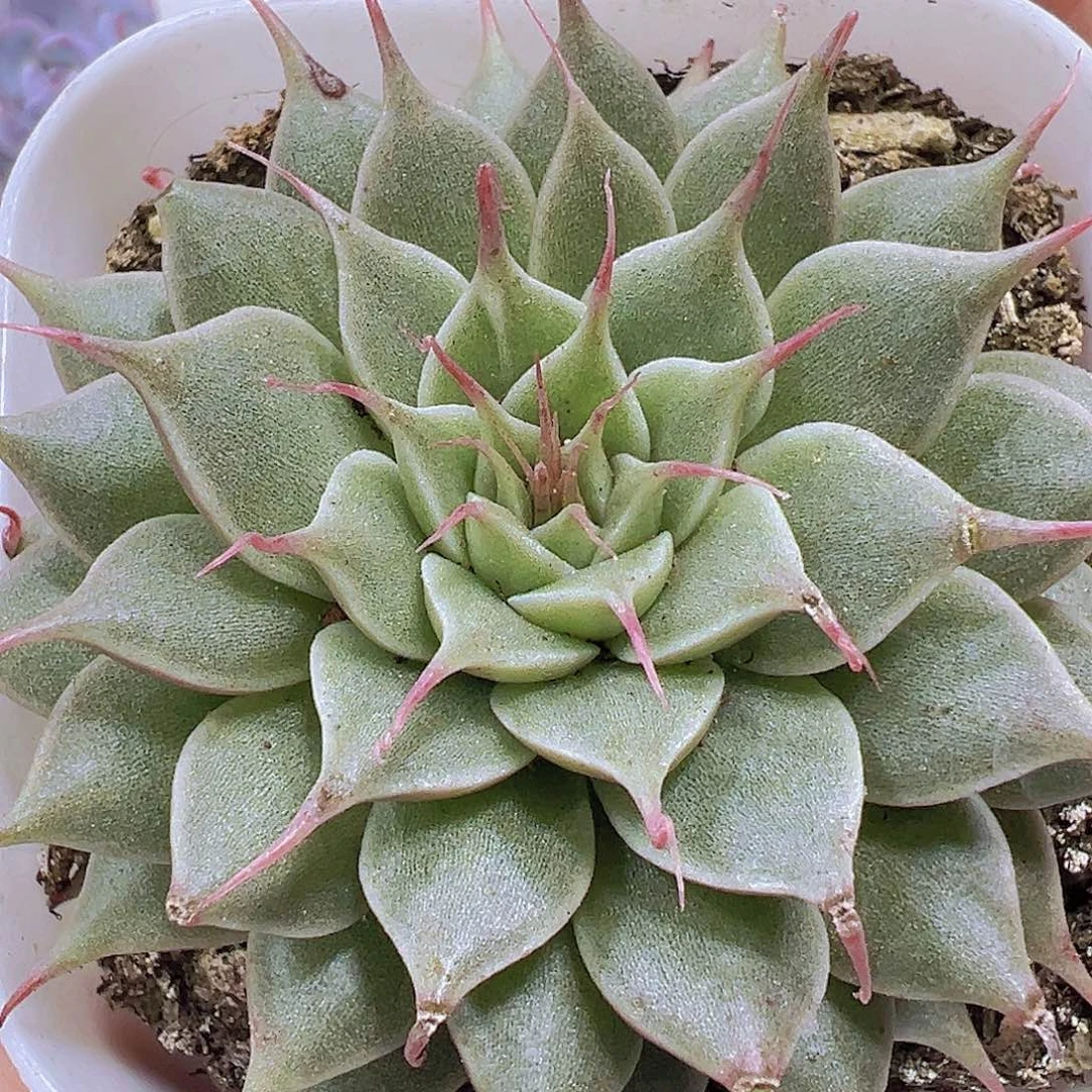 睫毛精19包邮多肉植物