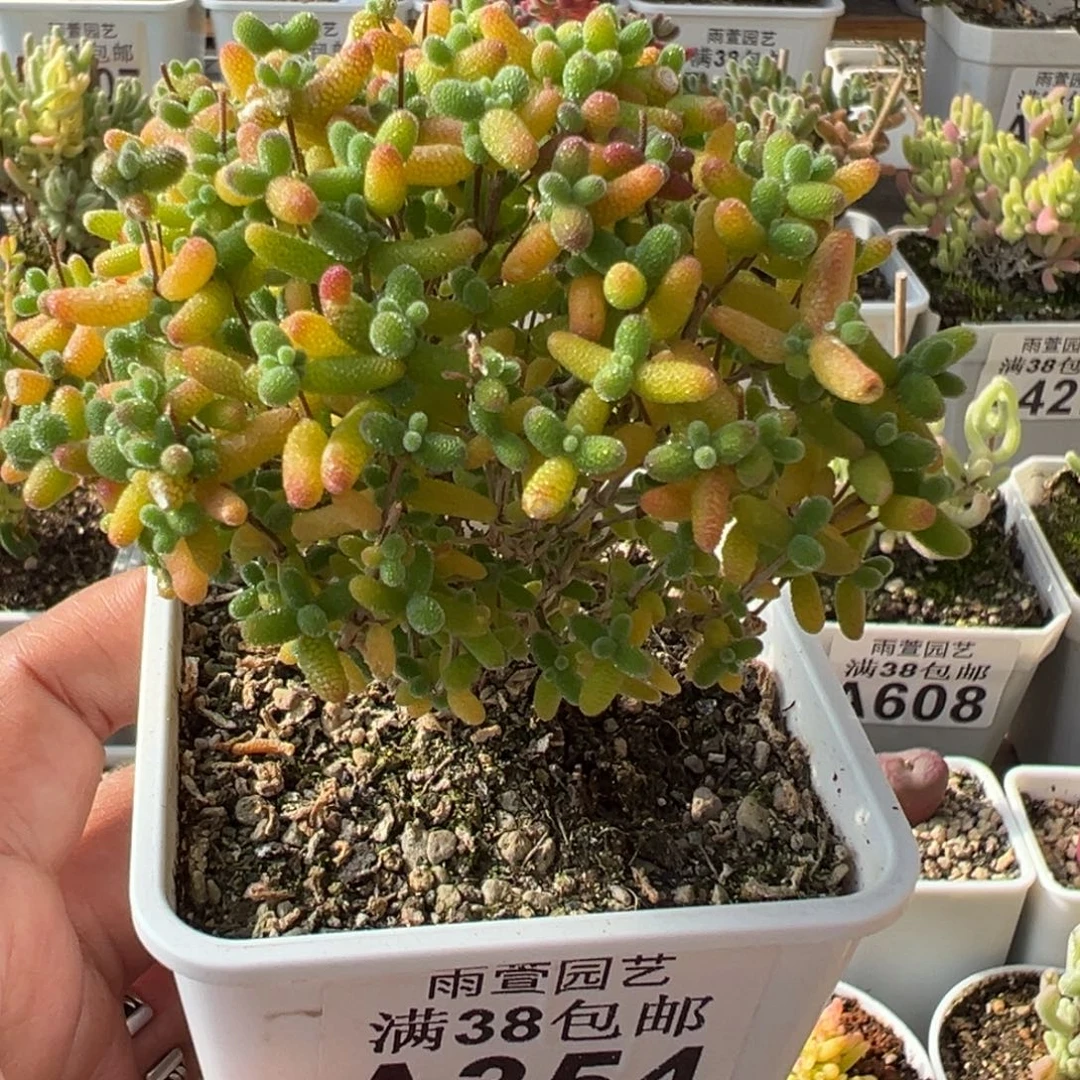 28-354枝干番杏多肉蜜橘糖球老桩七方盆