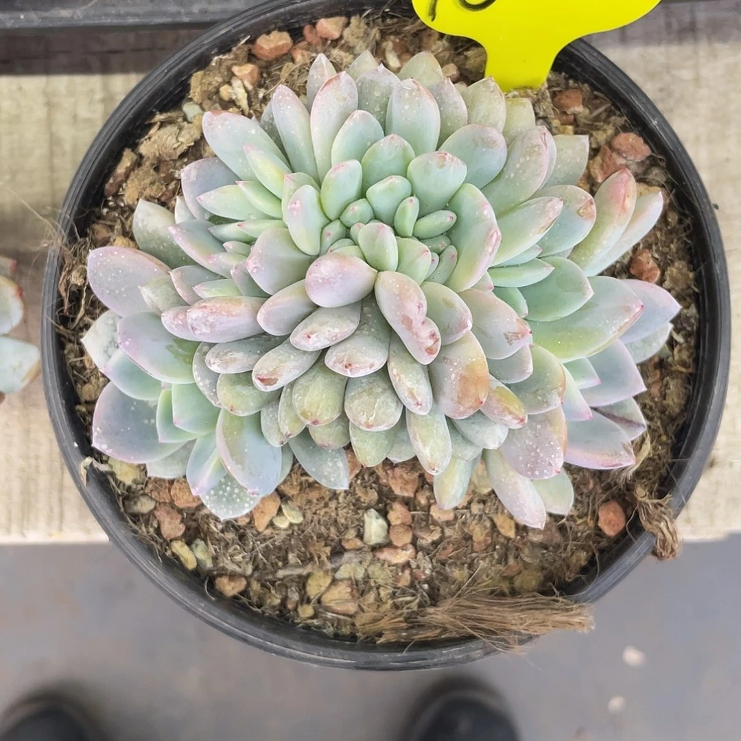 10号多肉实生星影缀化一个