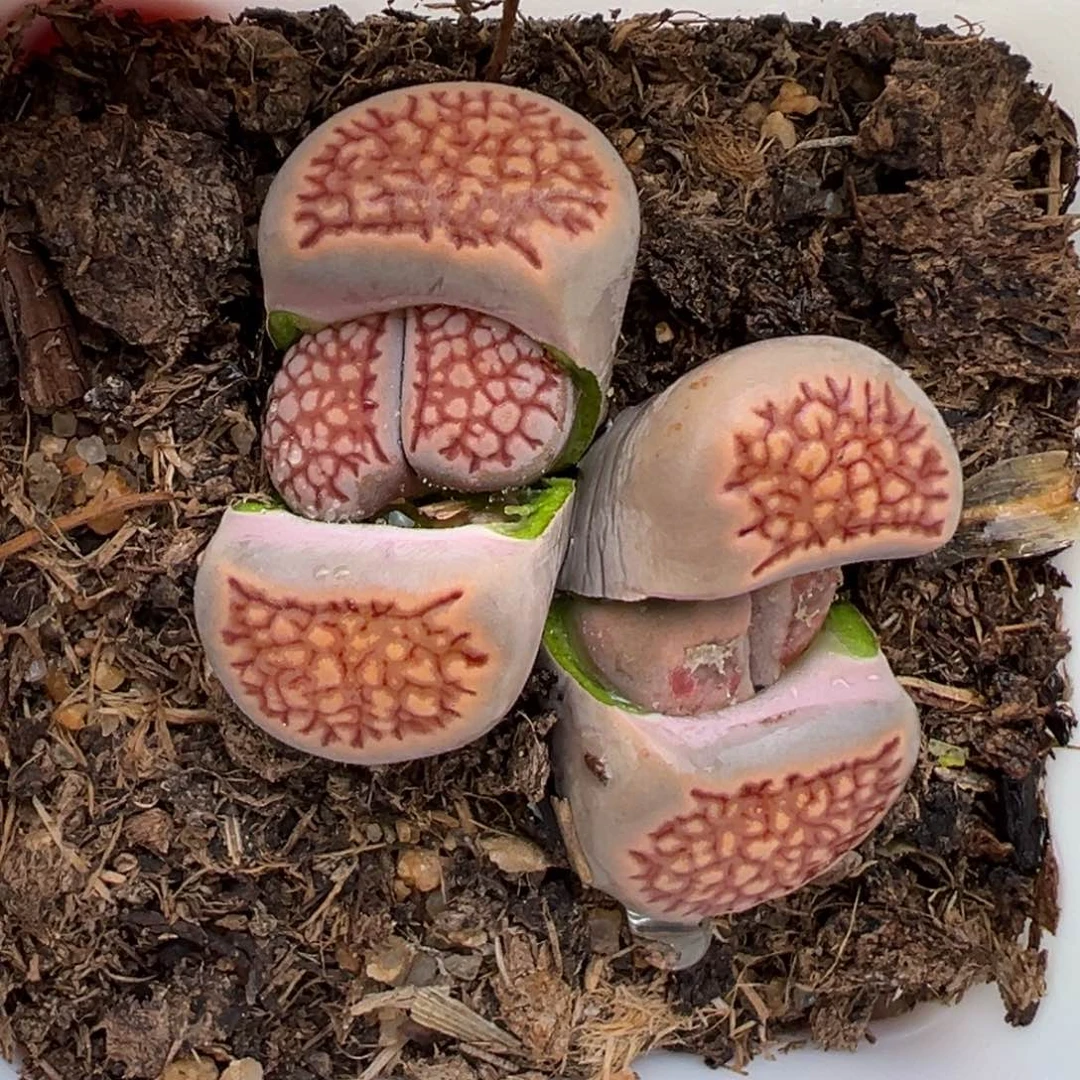 1.23好看的多肉304