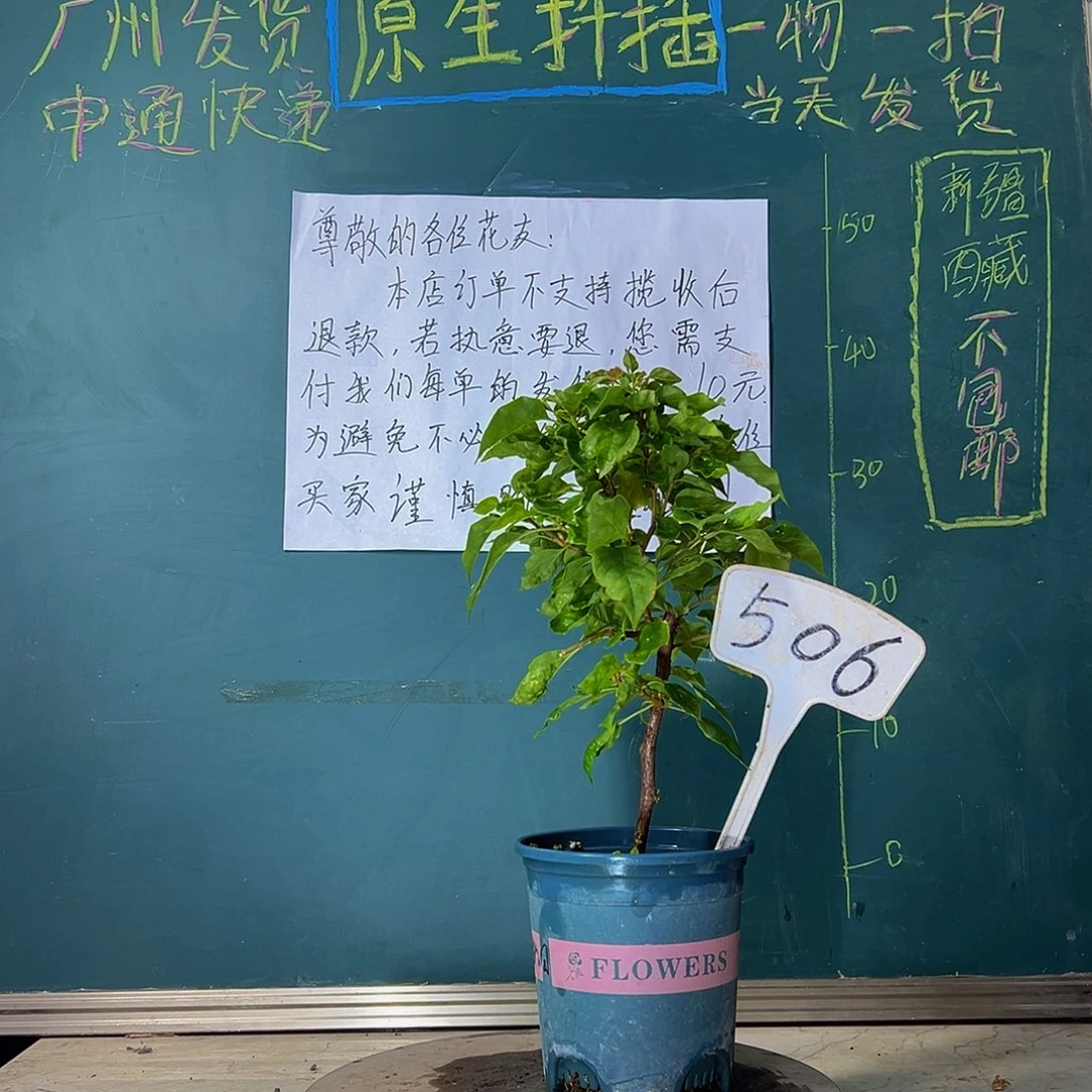 当前无花栽培后可以开花红九月 506