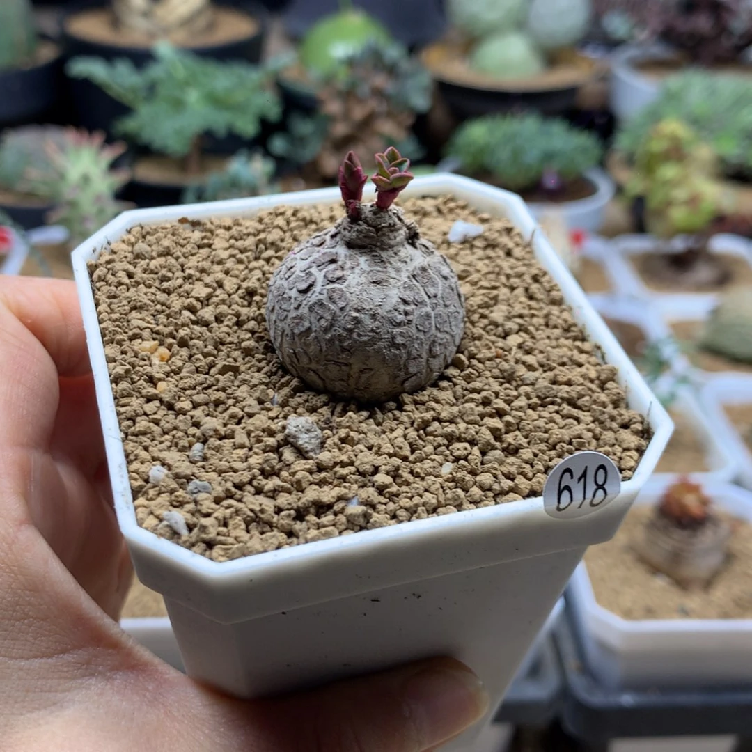 小玫瑰大戟带盆多肉