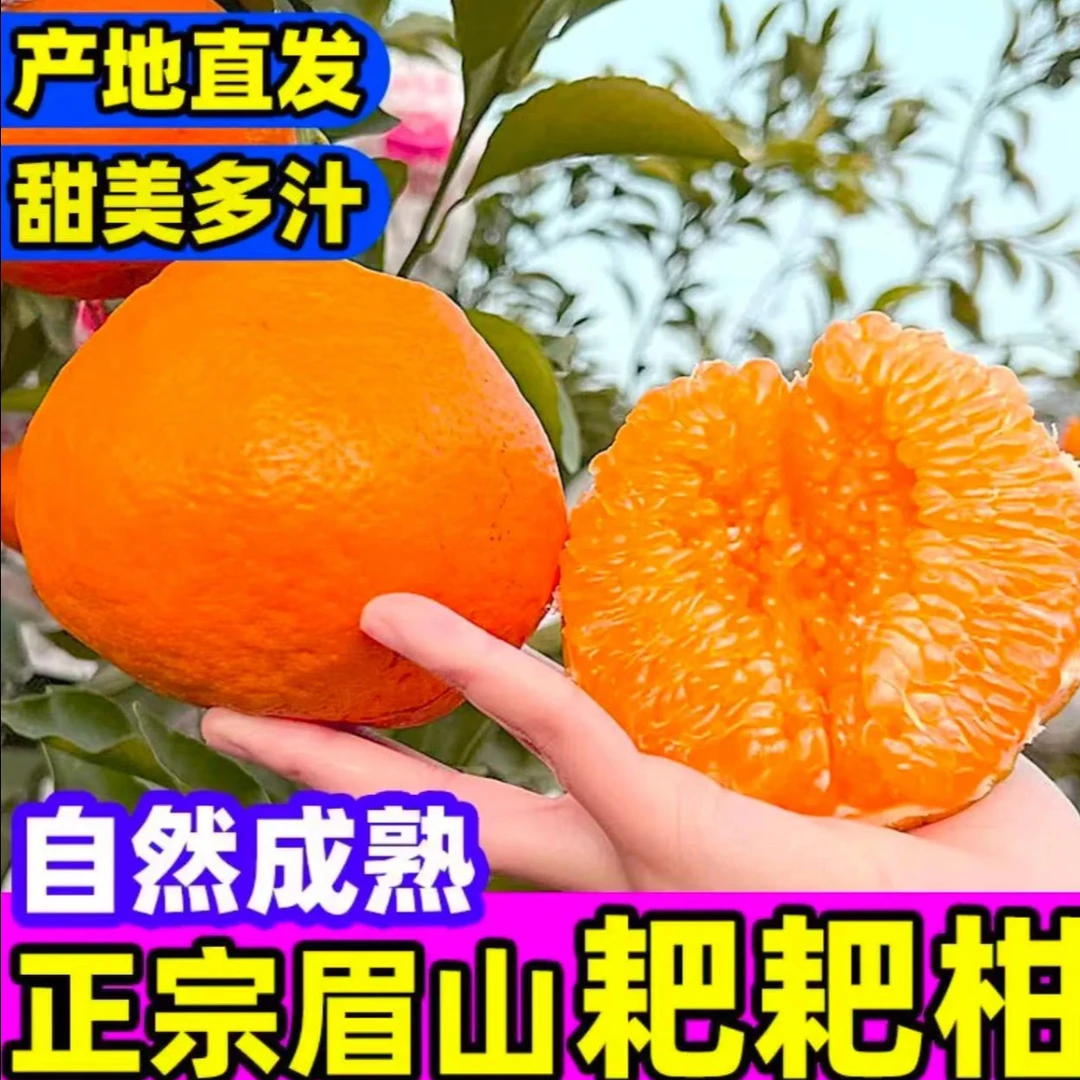 【村书水果-实惠装】正宗四川春见耙耙柑橘子新鲜水果当季现发