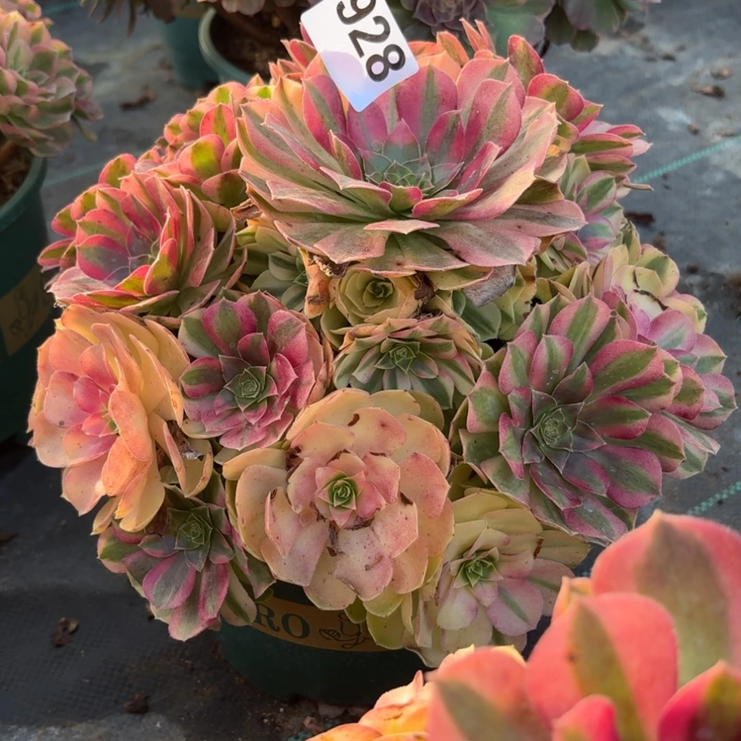 928雨河多肉植物福利