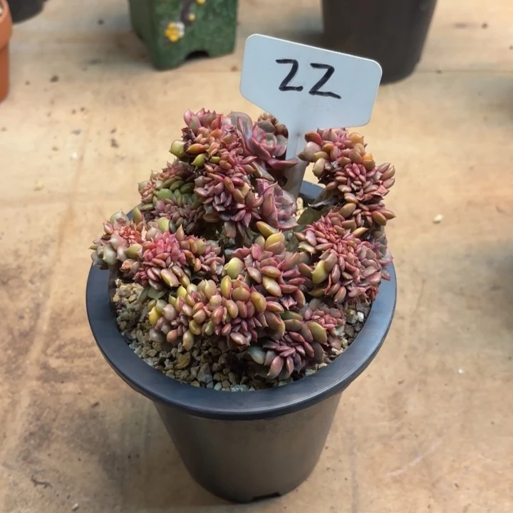 多肉植物，大红袍缀22号