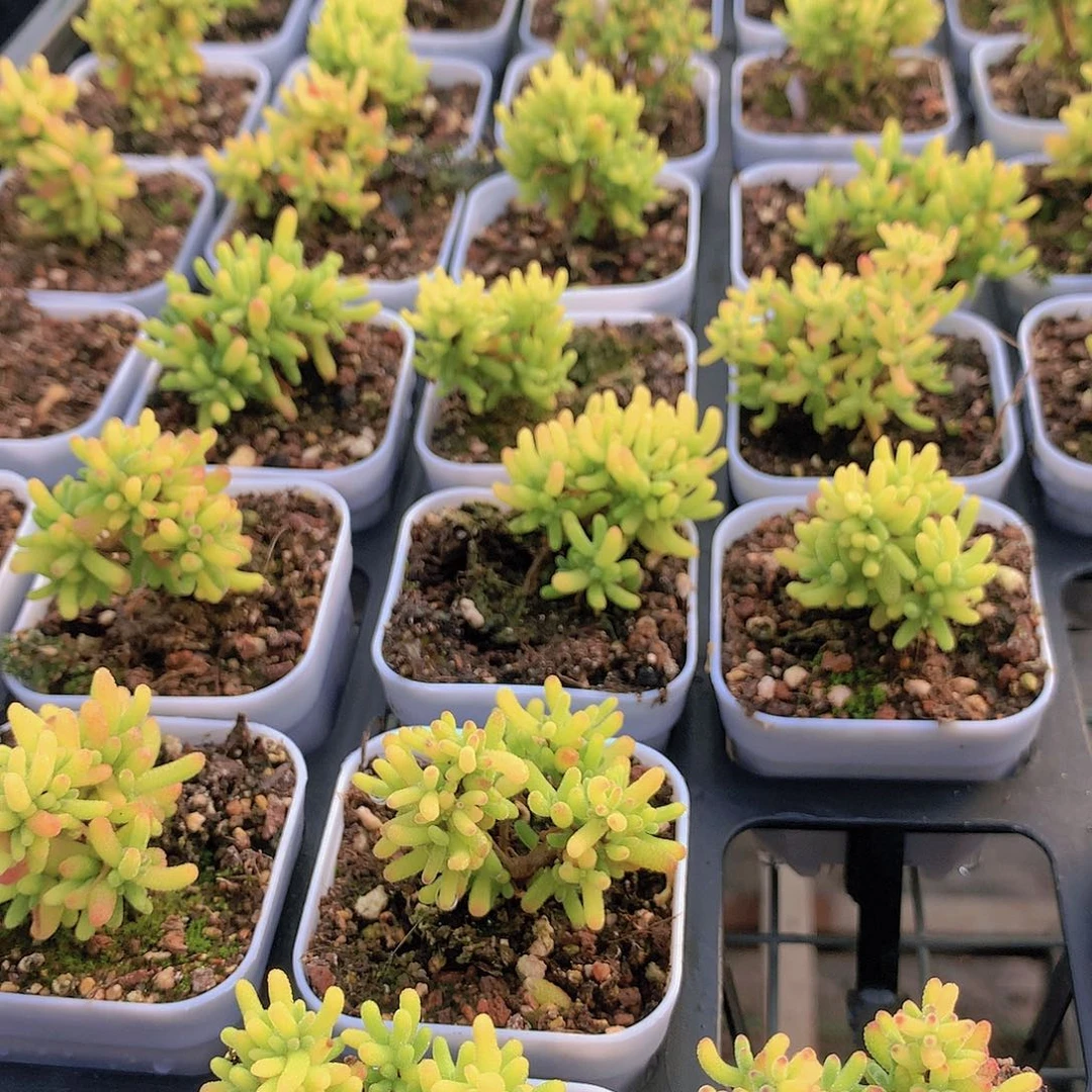 糖球锦2345678899999000