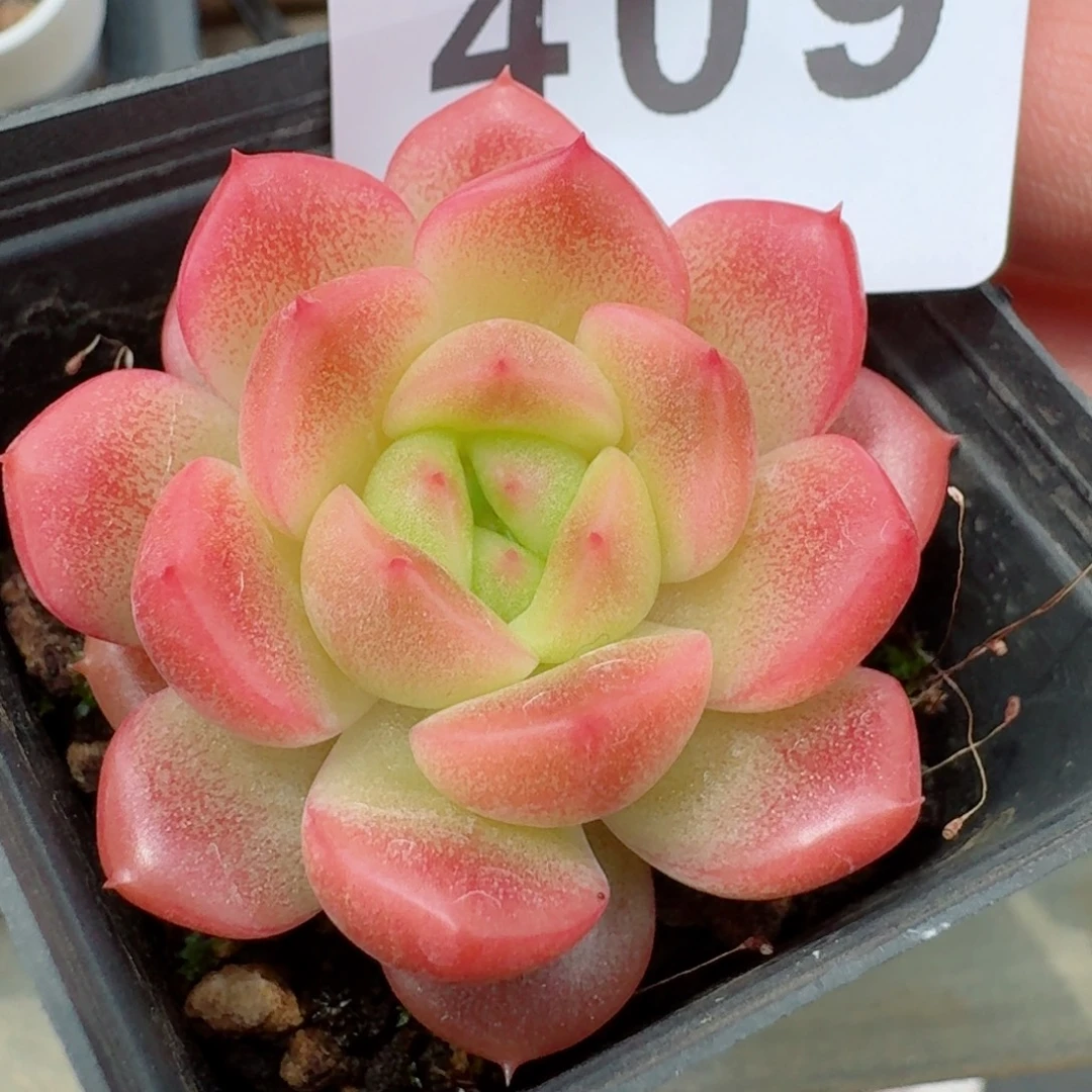 孤品珍妮            精美多肉植物