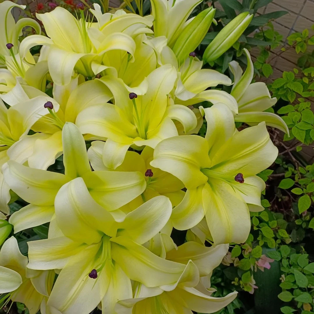 （黄天霸）精品巨无霸24/26单瓣香水百合