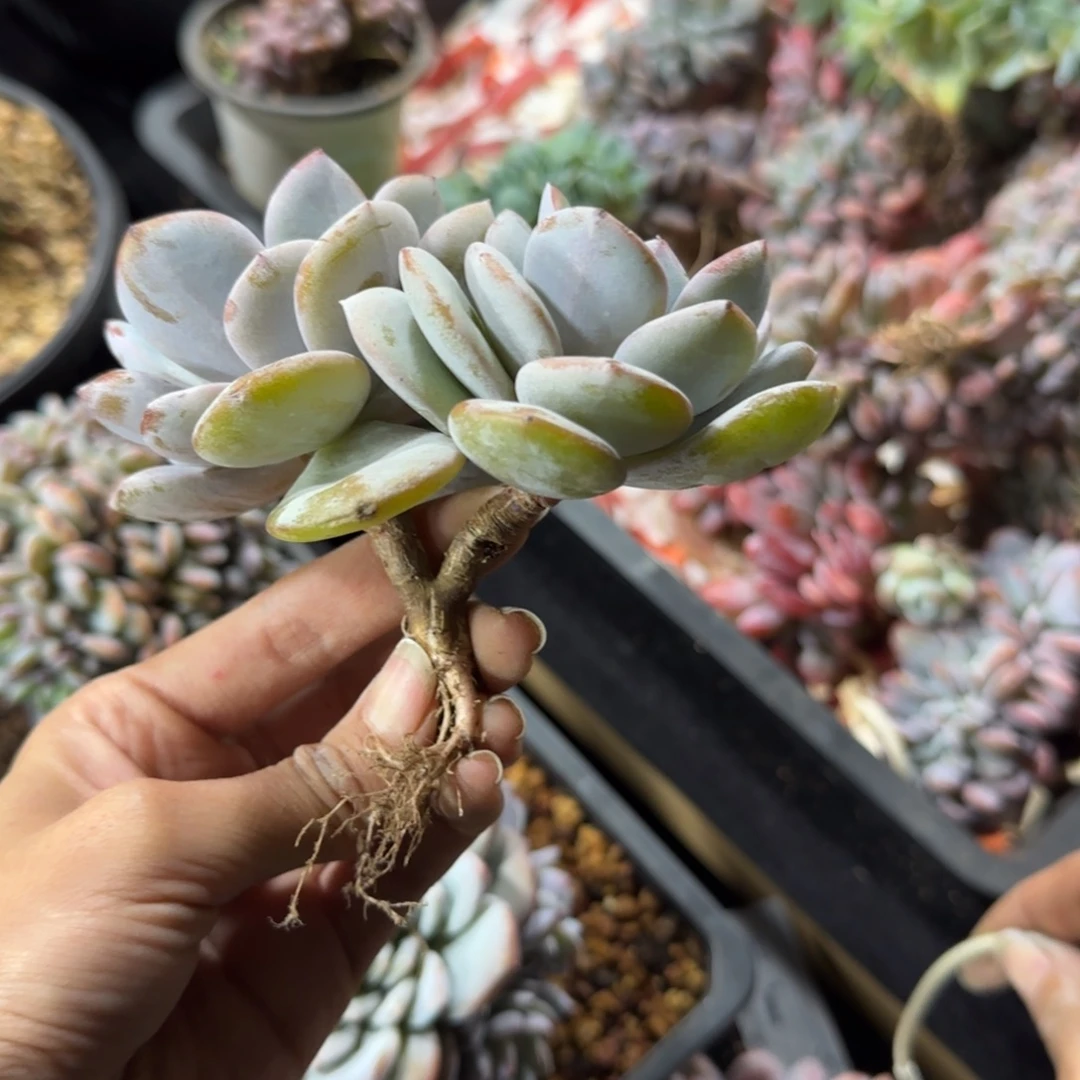 韩版奶茶双头一物一拍