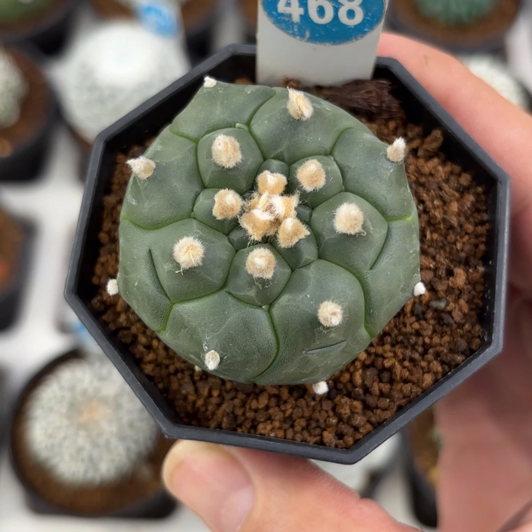 468实生龟甲兜带盆带土发货