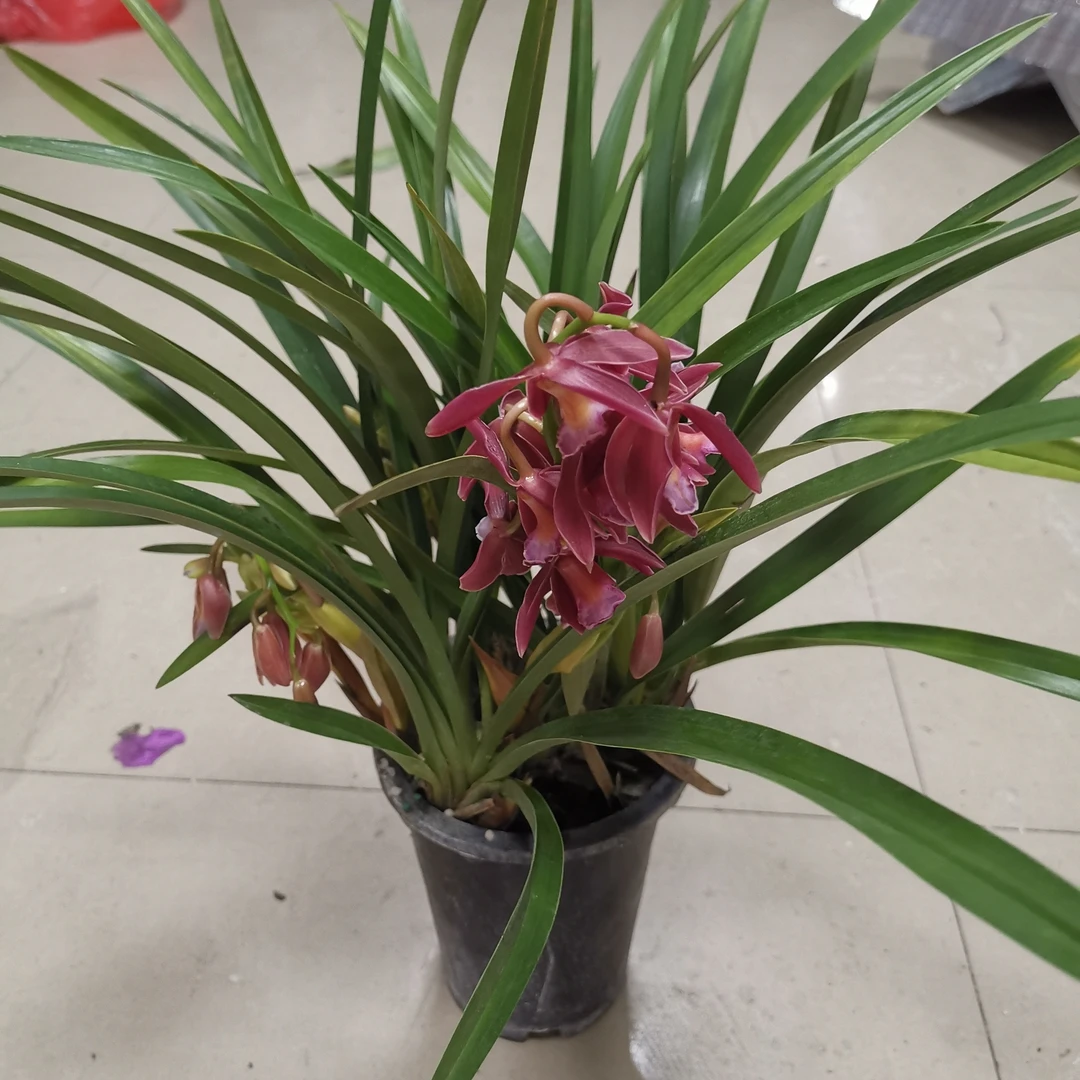 桌花大花蕙兰50公分左右