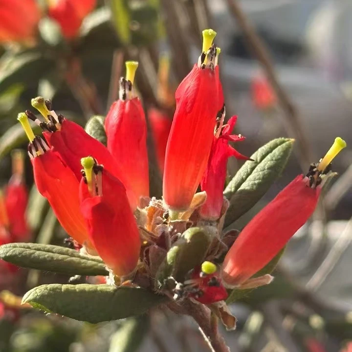 新品（炮仗）蜜罐杜鹃