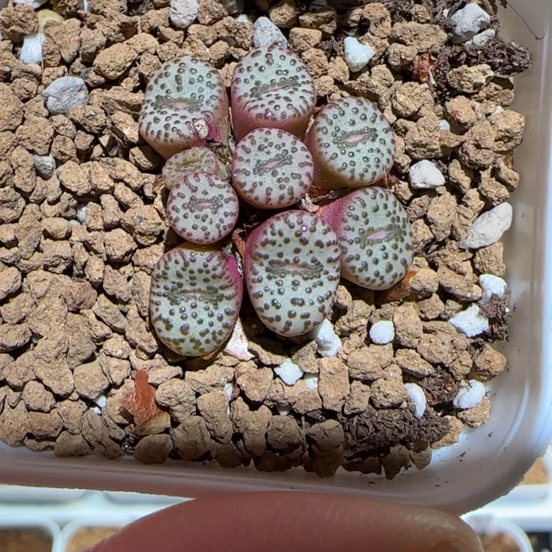 肉锥多肉植物组合-sb1193安贞1532