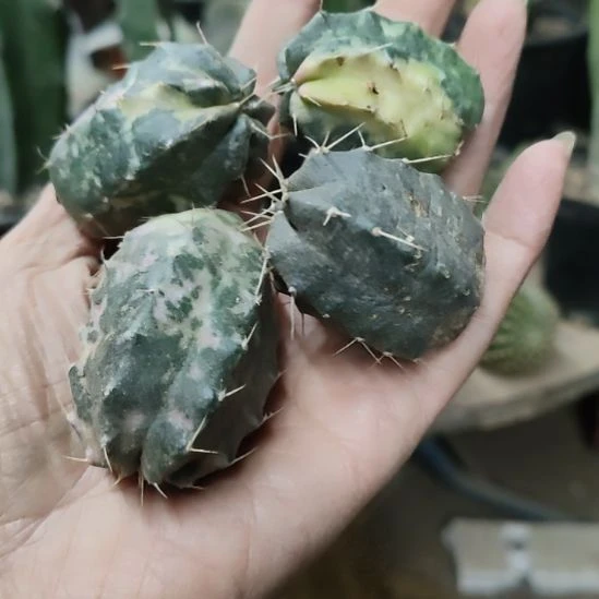 仙人球宇宙殿四个侧芽打包