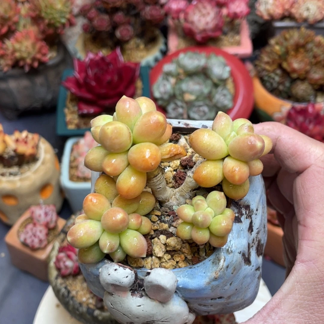 千代田之松老桩带盆