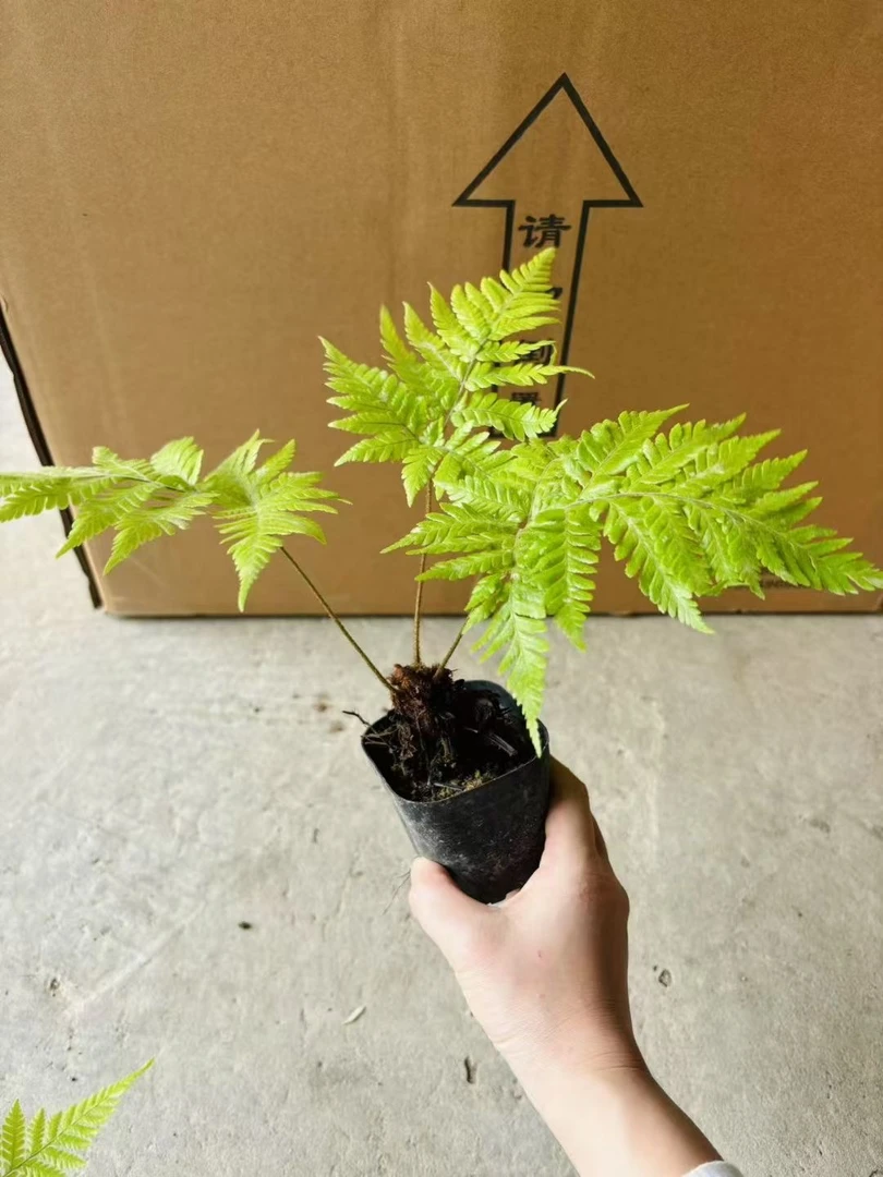 红磷蕨 书房客厅耐荫四季常绿防辐射吸甲醛观叶好养护植物办公桌