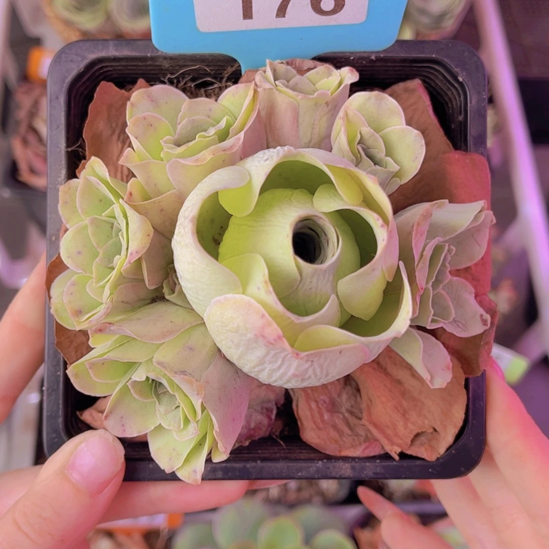 单品一物一拍176号