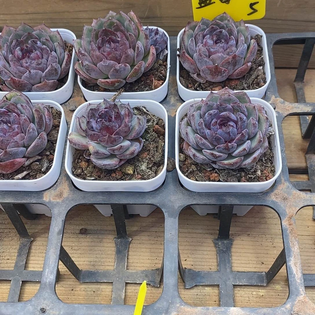 团蓝莓，福利多多