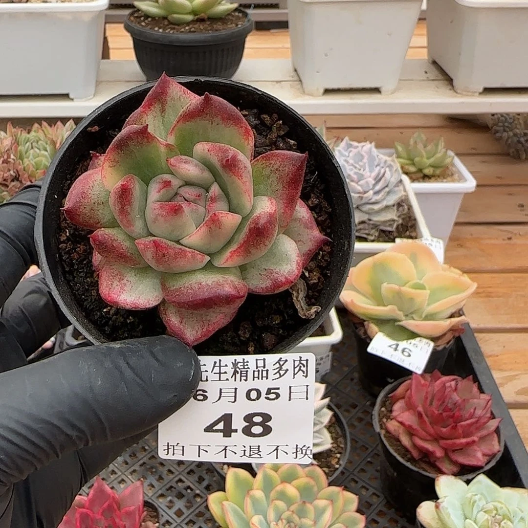 0605-48大王乌木锦