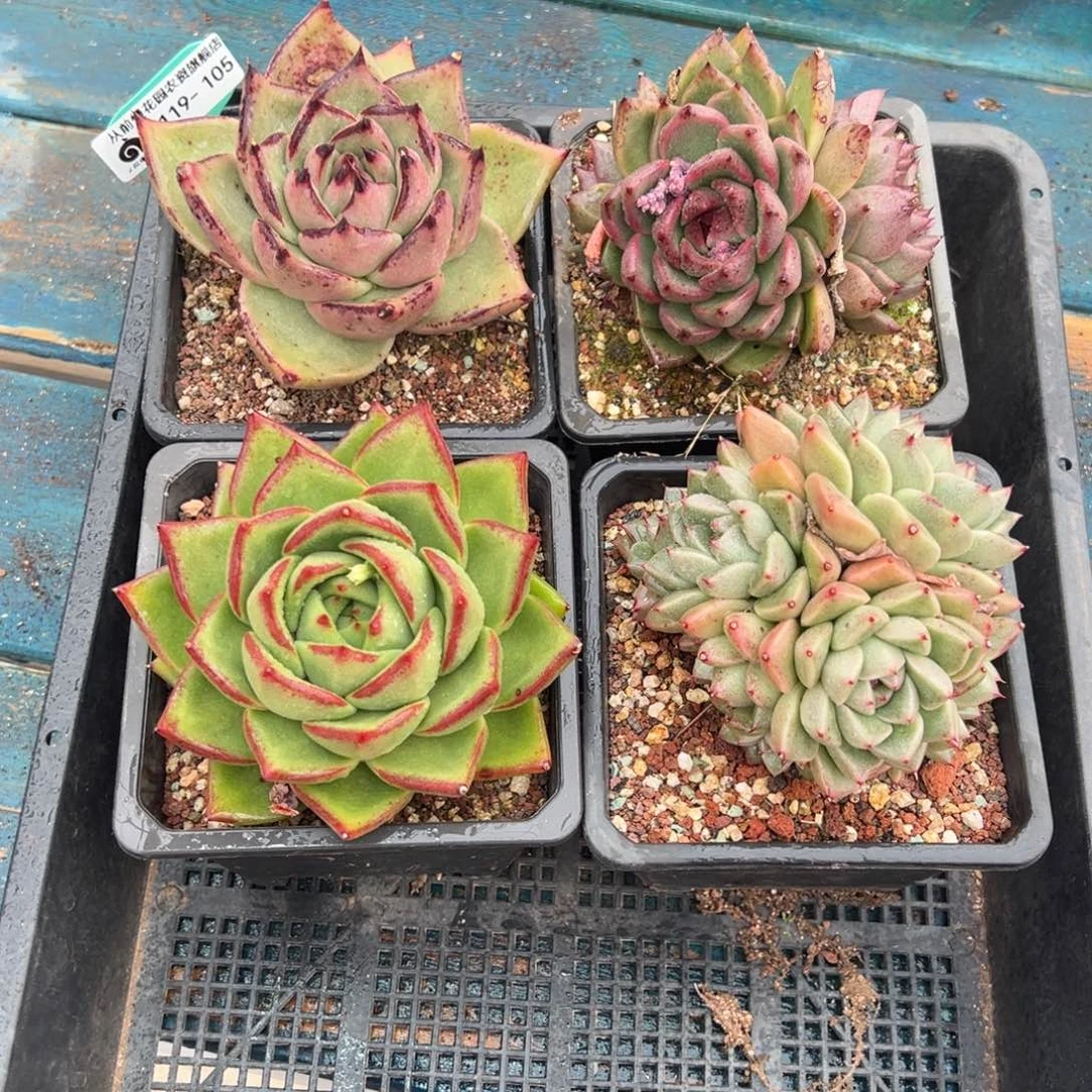 从前慢多肉精选编号0119.105