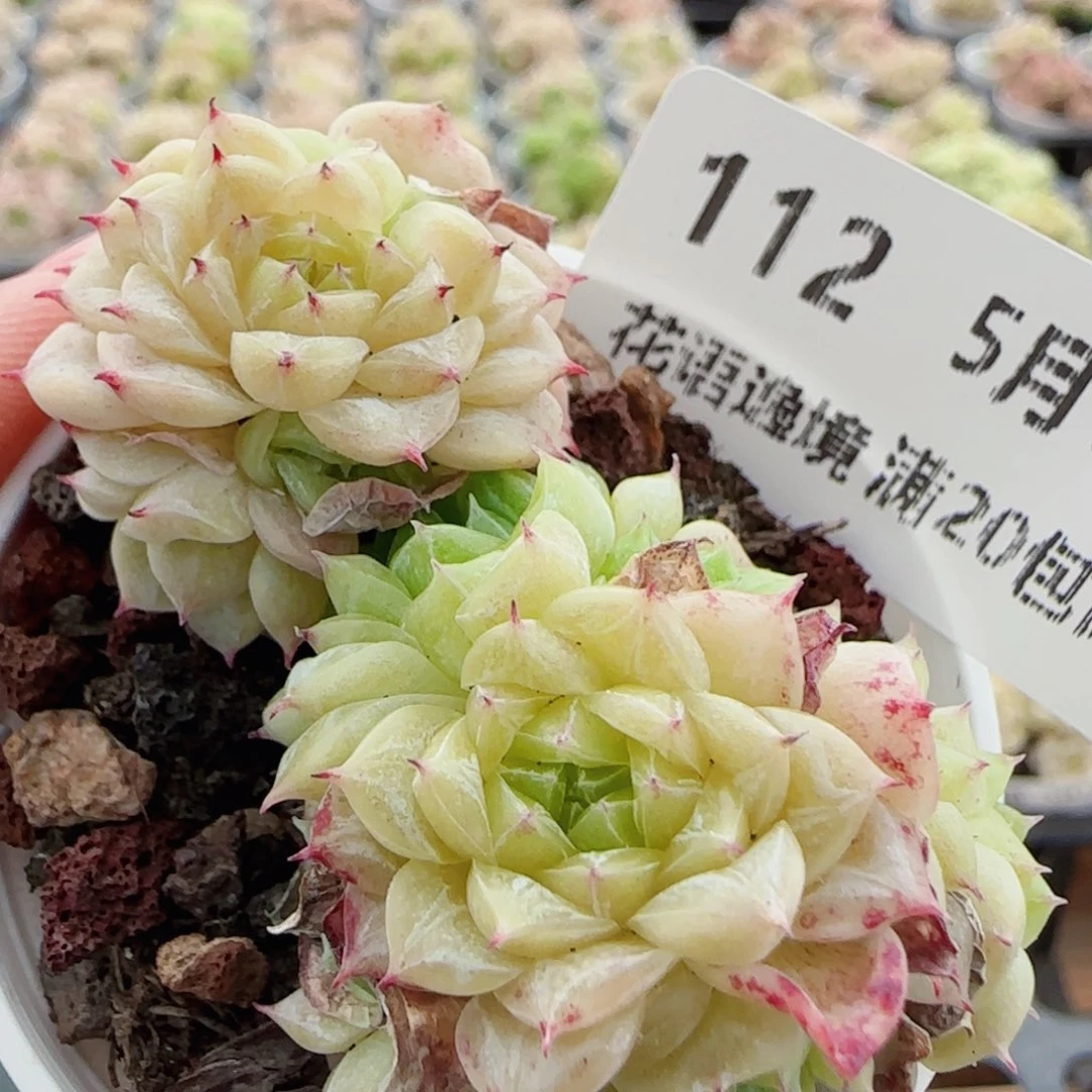 花语逸镜0513-112散