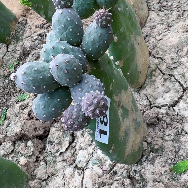 无花朵187紫皮习群白桶西