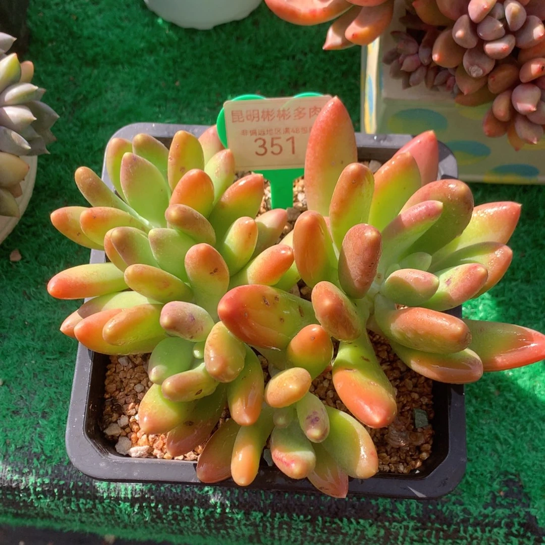 金蝉矮桩平头无砍351