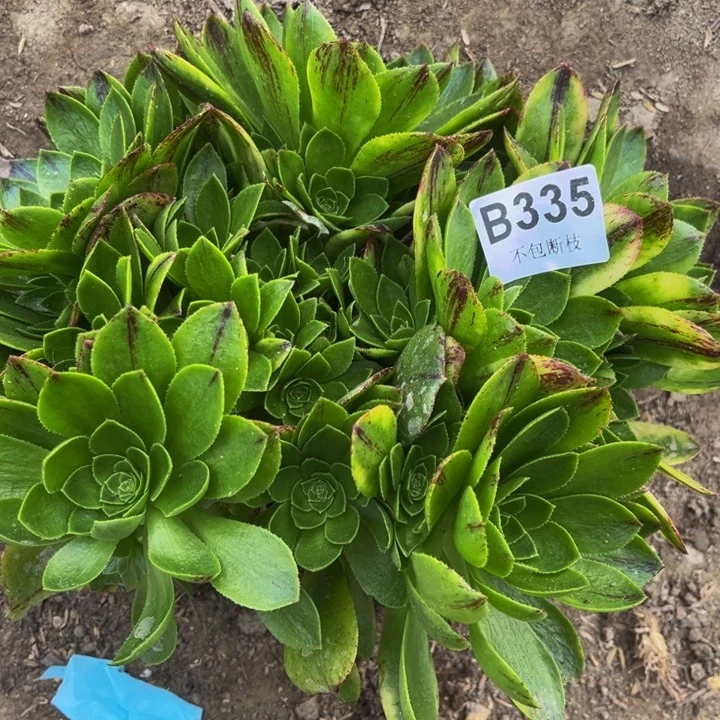 335绿魔多肉法师不包断枝