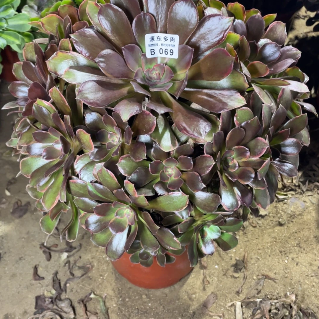 069恶魔多肉法师断枝不包