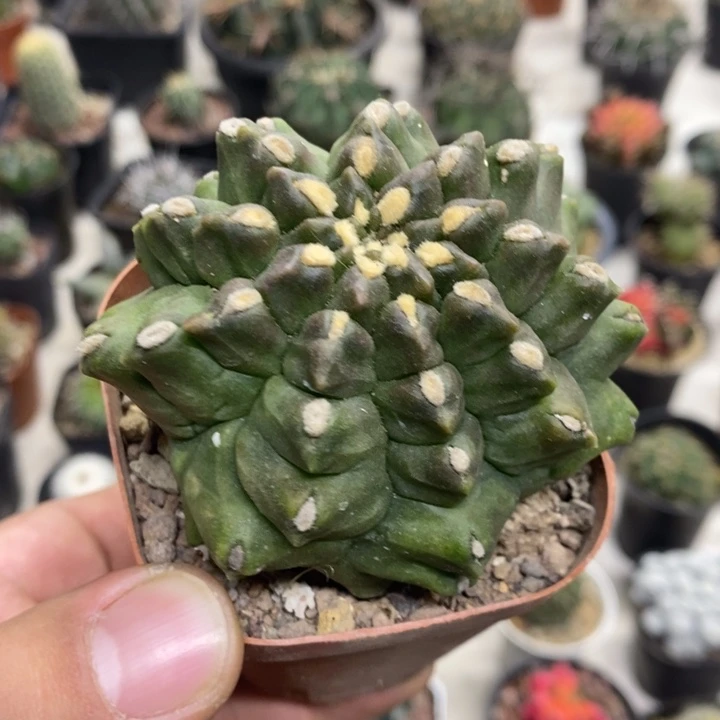 龟甲牡丹特价福利