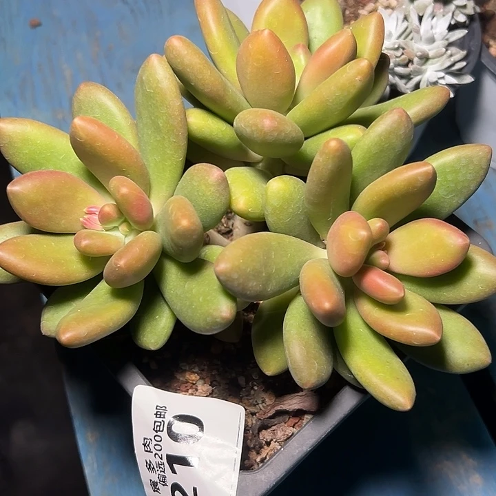 芒果奶一物一拍1210