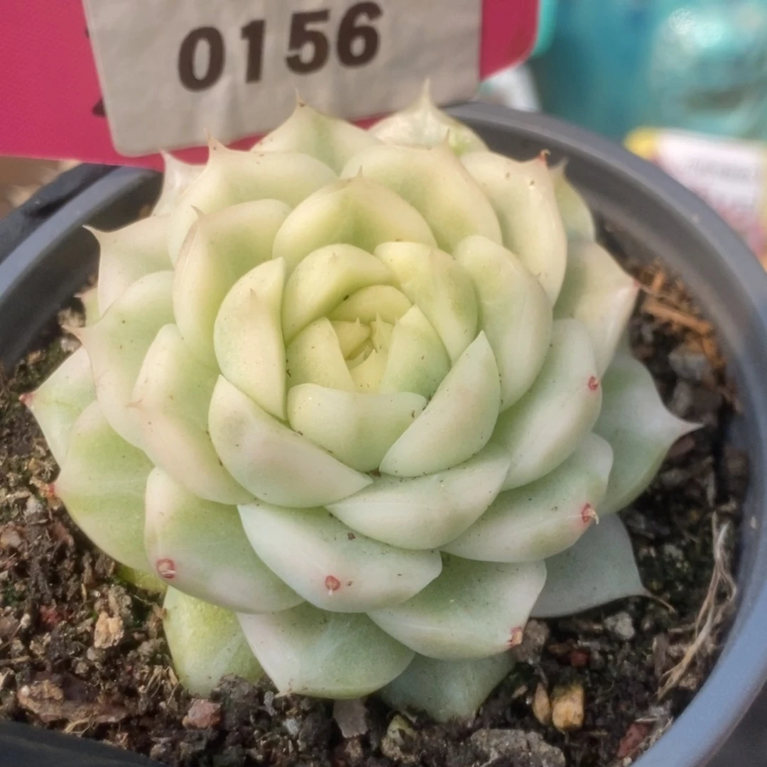 156白瓷麦杆锦锦锦锦锦