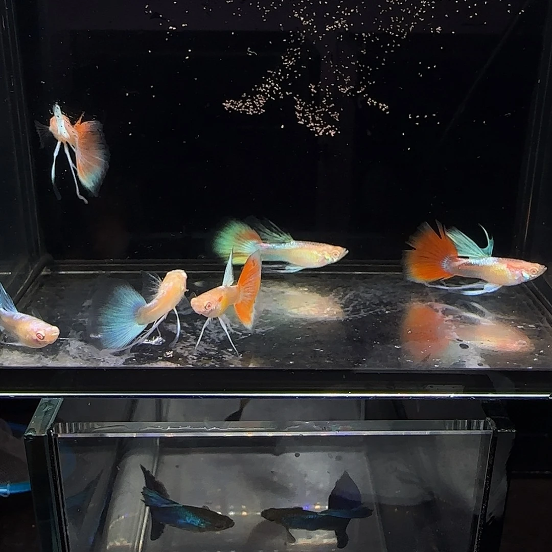 孔雀鱼蓝白长弓六条