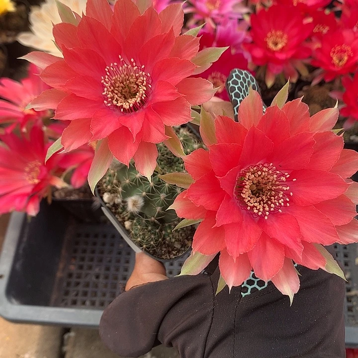 90 实生丽花6.5厘米盆 球体缺水