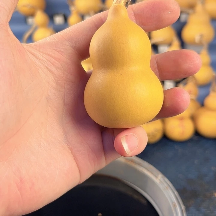 葫芦一物一拍所见即所得