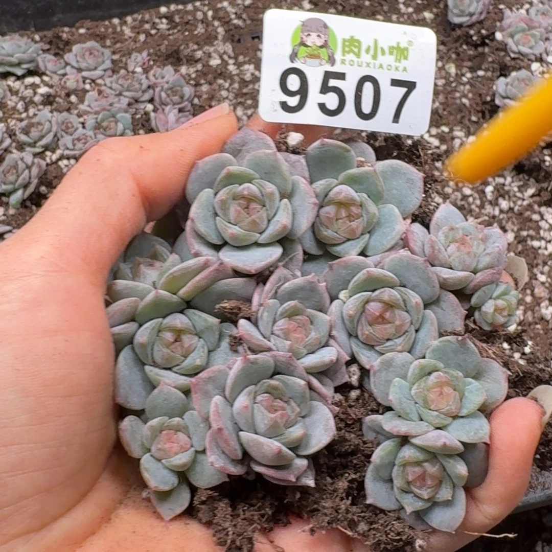 多肉植物多肉植物