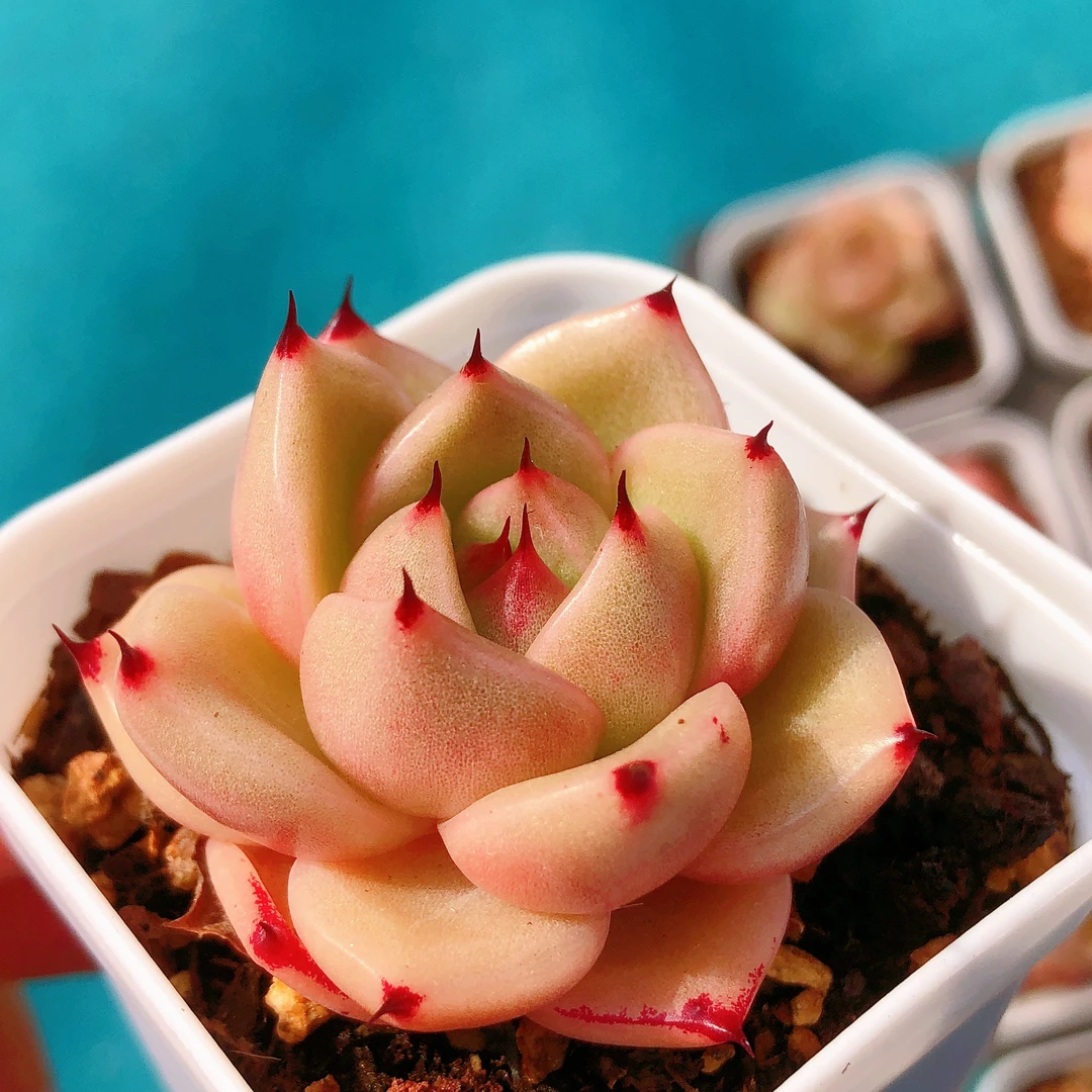 多肉植物  单头玉玲珑一颗（尺寸3-4左右）满28包邮除偏远