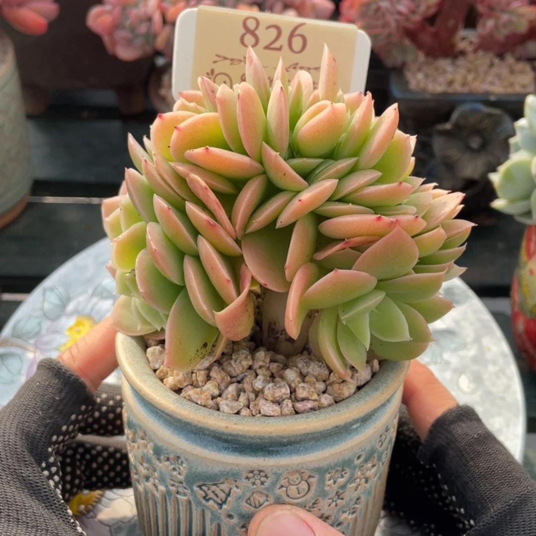 【闪购商品】星纳塔826