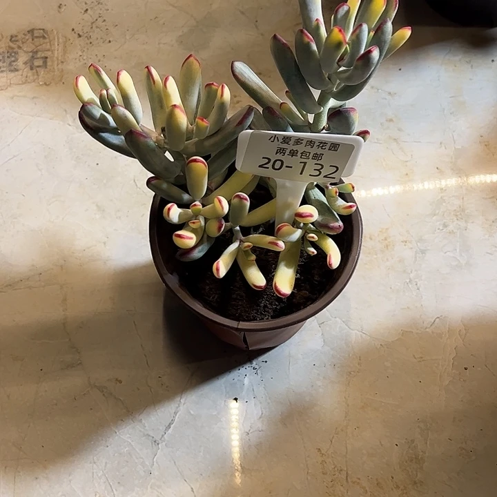 静***光多肉植物组合盆栽132