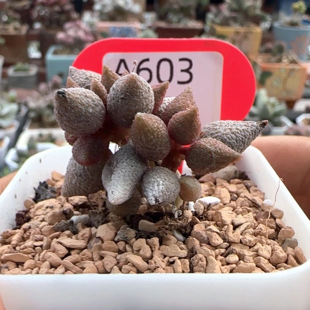 小辣椒。    603。