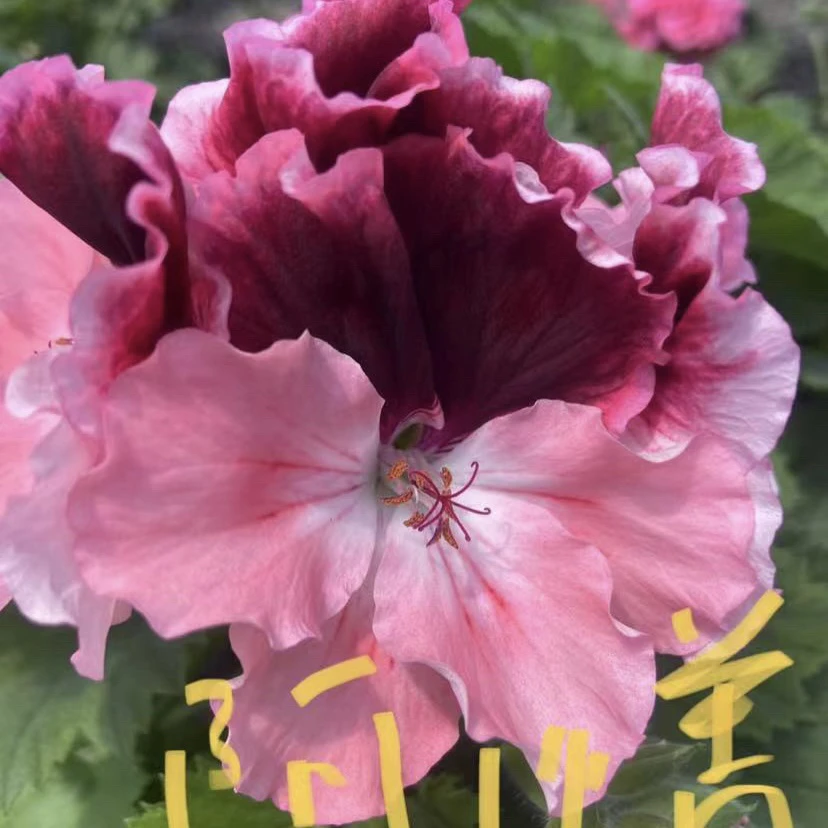 【阿比盖尔】大花天竺葵蝴蝶梅