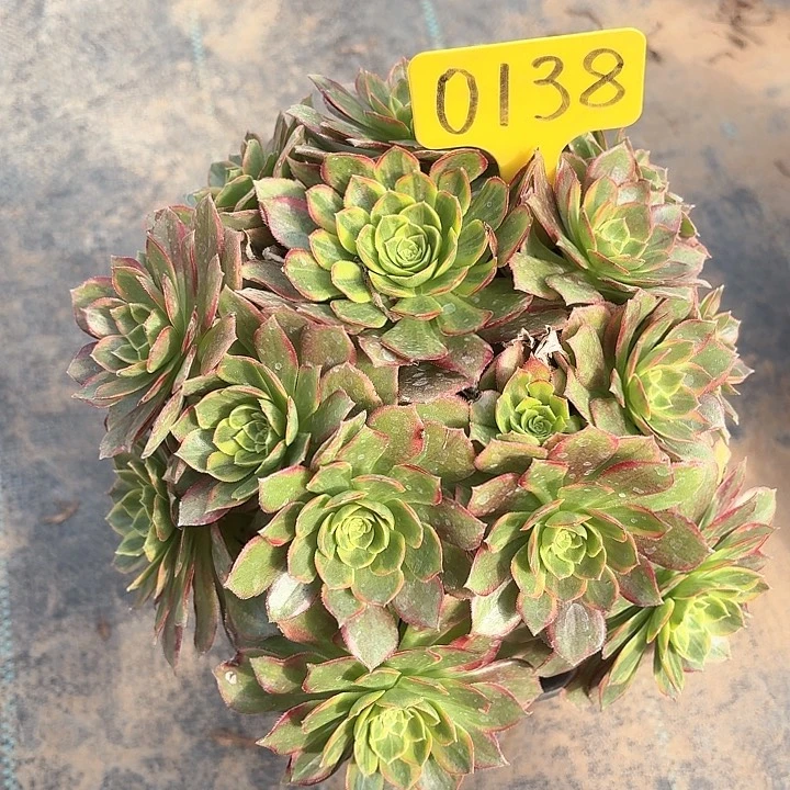 0138万圣节黄锦一物一拍