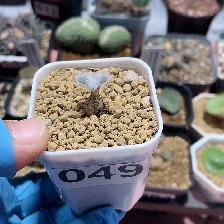 049迷你毛叶石蒜块根，