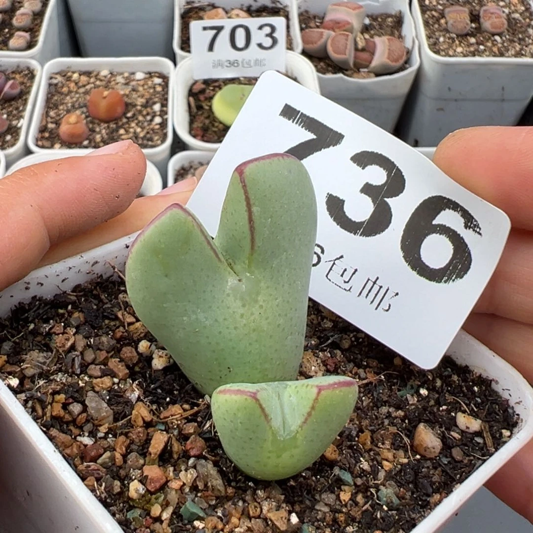 1.26好看的多肉736