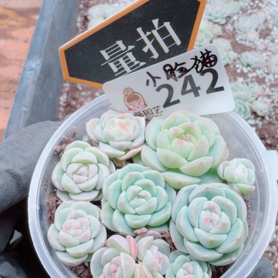 多肉植物多肉植物