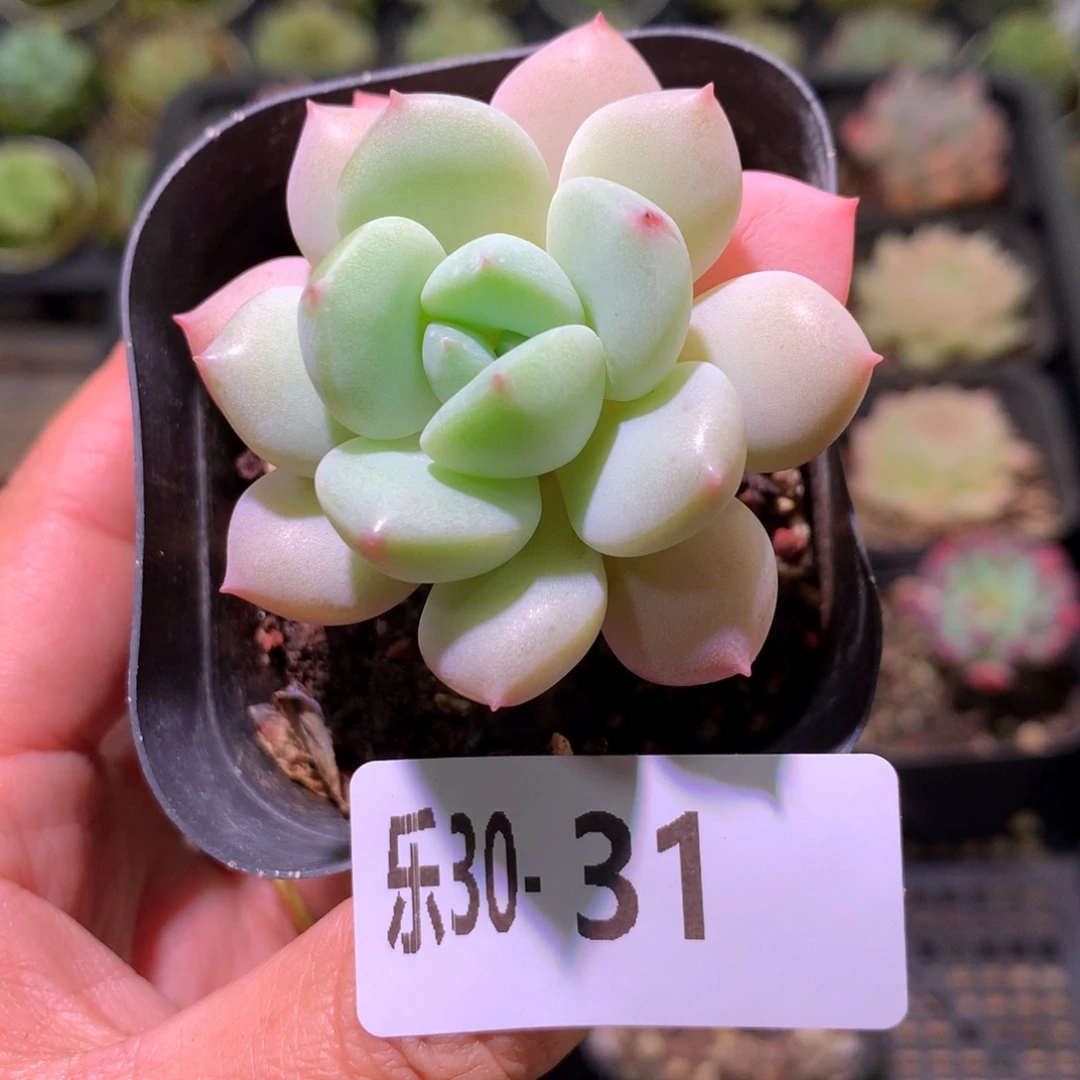 乐然30-31 玉兔单头